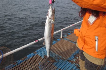 オリジナルメーカー海づり公園(市原市海づり施設) 釣果