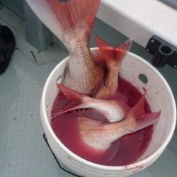 遊漁船ブルーウッズ 釣果