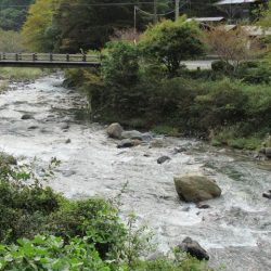 狩野川(狩野川漁業協同組合) 釣果