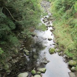 狩野川(狩野川漁業協同組合) 釣果