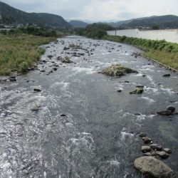 狩野川(狩野川漁業協同組合) 釣果