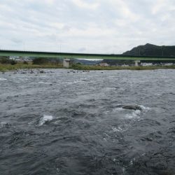 狩野川(狩野川漁業協同組合) 釣果