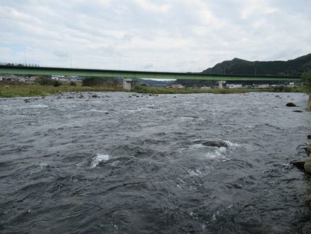 狩野川(狩野川漁業協同組合) 釣果