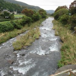 狩野川(狩野川漁業協同組合) 釣果