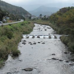 狩野川(狩野川漁業協同組合) 釣果
