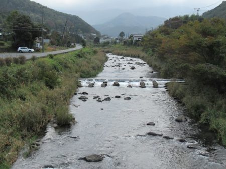 狩野川(狩野川漁業協同組合) 釣果