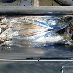 遊漁船 ニライカナイ 釣果