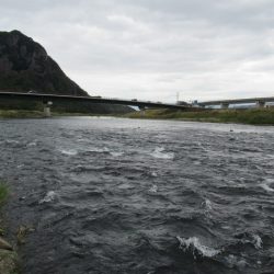 狩野川(狩野川漁業協同組合) 釣果