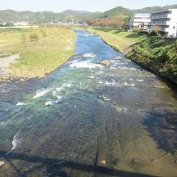 狩野川(狩野川漁業協同組合) 釣果