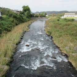 狩野川(狩野川漁業協同組合) 釣果