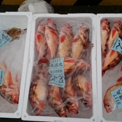 大進丸(新潟) 釣果