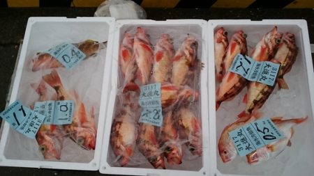 大進丸(新潟) 釣果