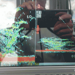 遊漁船ブルーウッズ 釣果