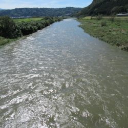 狩野川(狩野川漁業協同組合) 釣果