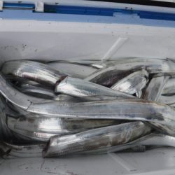 遊漁船 幸友丸 釣果