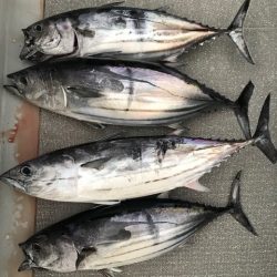 へいみつ丸 釣果