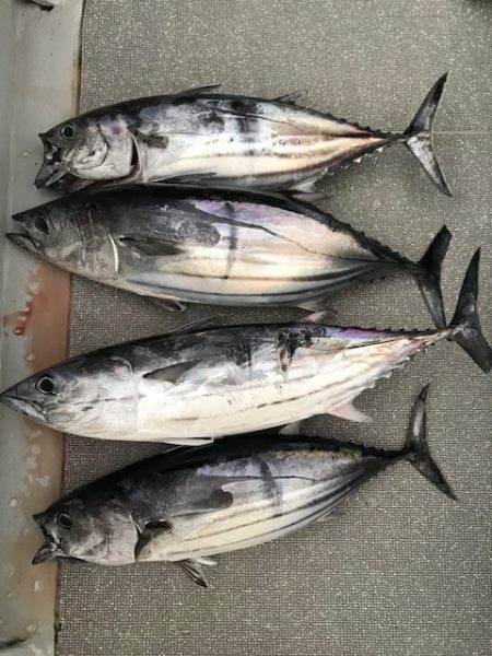 へいみつ丸 釣果