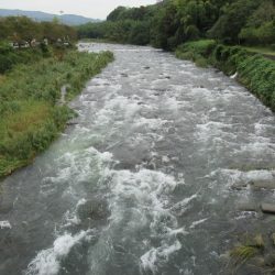 狩野川(狩野川漁業協同組合) 釣果