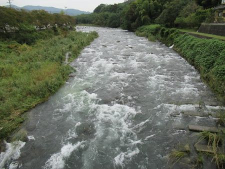 狩野川(狩野川漁業協同組合) 釣果