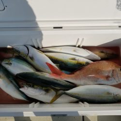 遊漁船 ニライカナイ 釣果