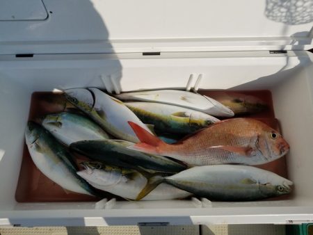 遊漁船 ニライカナイ 釣果