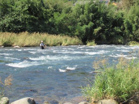 狩野川(狩野川漁業協同組合) 釣果
