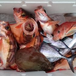 大進丸(新潟) 釣果