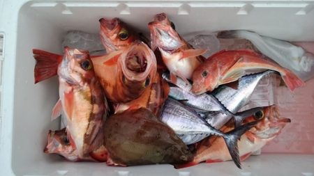 大進丸(新潟) 釣果