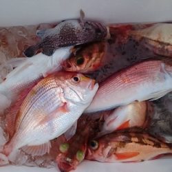 大進丸（新潟） 釣果