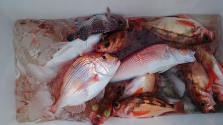 大進丸（新潟） 釣果