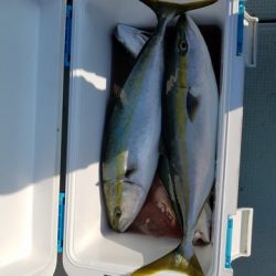 遊漁船 ニライカナイ 釣果