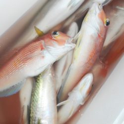 こうゆう丸 釣果