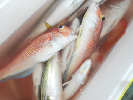 こうゆう丸 釣果