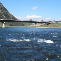 狩野川(狩野川漁業協同組合) 釣果