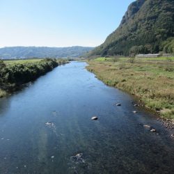 狩野川(狩野川漁業協同組合) 釣果