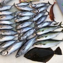ふじしめ丸 釣果