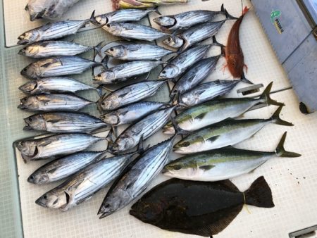 ふじしめ丸 釣果