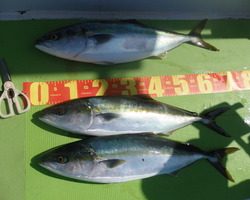 久里浜黒川本家 釣果