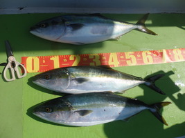 久里浜黒川本家 釣果