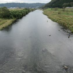 狩野川(狩野川漁業協同組合) 釣果