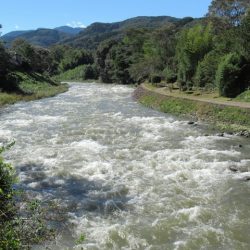 狩野川(狩野川漁業協同組合) 釣果