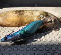 白墨丸 釣果