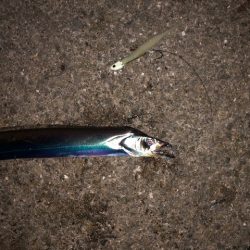 明石ワインド11