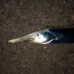 明石ワインド10