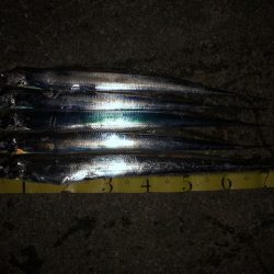 明石ワインド13