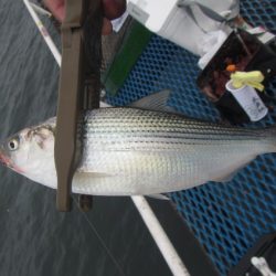 オリジナルメーカー海づり公園(市原市海づり施設) 釣果
