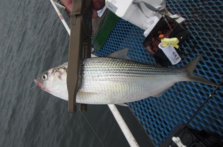 オリジナルメーカー海づり公園(市原市海づり施設) 釣果