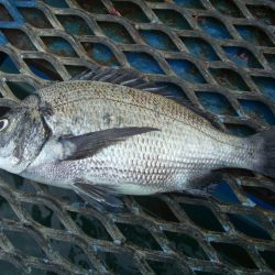 オリジナルメーカー海づり公園(市原市海づり施設) 釣果