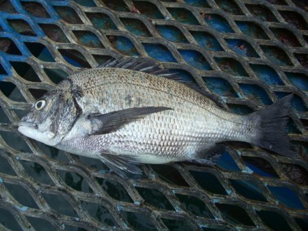 オリジナルメーカー海づり公園(市原市海づり施設) 釣果