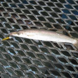 オリジナルメーカー海づり公園(市原市海づり施設) 釣果